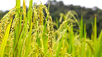 A rice field in Chiang Mai ,Thailand