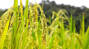 Rice field