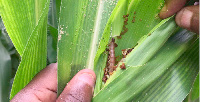 Fall army worms are very destructive and cause farmers to lose large portions of their yields