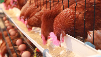 File photo of poultry in a coop