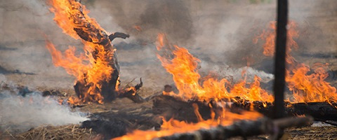 Bush fires can destroy large acres of cashew farms within few minutes