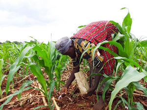 File photo of a farmer