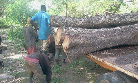 The trees are being cut without replacement and movements of forklifts, tractors