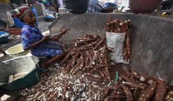 A cassava processor at Odumase near Dododwa in the Shai Osudoku