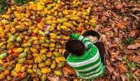 A child seen working on a cocoa farm