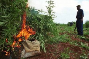 Police Destroy Indian Hemp Farm