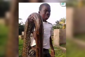 Kwame Junior carrying the python he killed on his shoulder