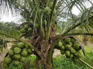 Coconut Fest.jpeg