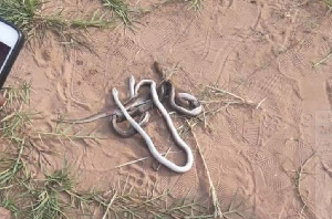 Snakes That Were Killed At The Liberty Profs Stadium