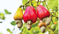 File photo of Cashew