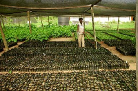 A farmer tendering his seedlings