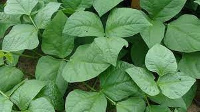 It is easy to cultivate cowpea and other green leafy vegetables