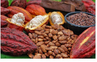 Cocoa beans ( file photo)