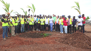 Tree planting exercise