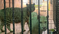 The two tigers at the centre of a row between neighbours in Accra