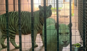 Pet Tigers Ghana .png