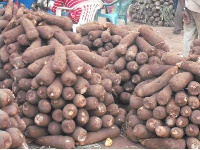 Tubers of yam