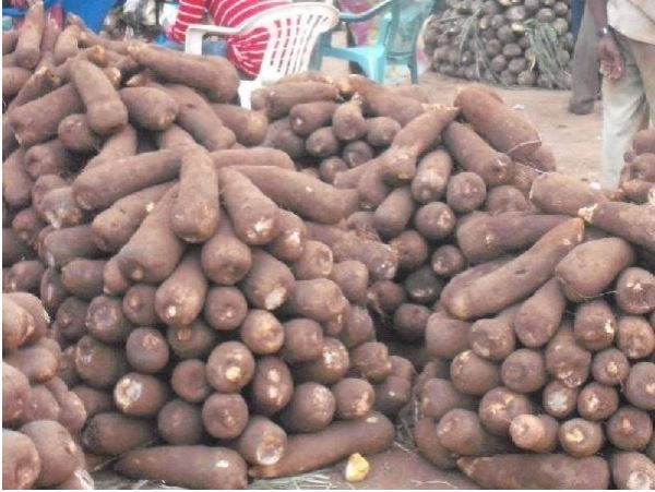 Tubers of yam