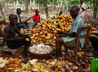 File photo: Cocoa farmers