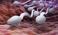 File photo: Sperm swimming in the ovum