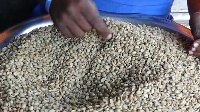 Mumbere's coffee production   -   Copyright 