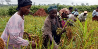 Workers pick rice on farm.