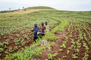 Agriculture is one of government's focus as part of efforts to grow the economy