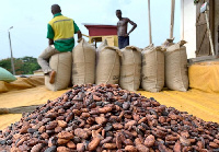 The cocoa carriers are back to work after a week-long strike