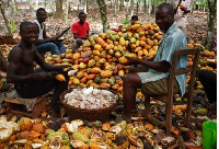 Some cocoa farmers working (file photo)