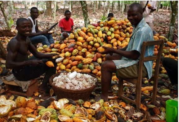 Government has resolved to maintaining cocoa producer prices at GHC475 per bag.