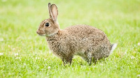 Mr Belifei said he started rabbit farming with five rabbits in 2005