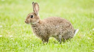 Rabbit on the grass