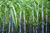 File photo: Sugarcane plantation