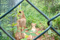 Some animals sighted at the Achimota Forest zoo