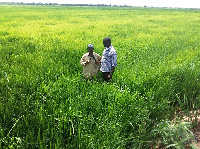 Rice production in Ghana increased from 48,800 tonnes in 1970 to 925,000 tonnes in 2019