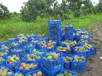 Some harvested mangoes