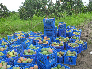 Some harvested mangoes