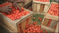 wooden crates used in storing tomatoes