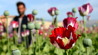 Taliban ta yi iƙirarin cewa an daina noman ganyen opium