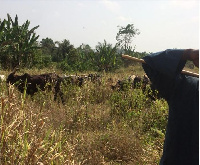 The presence of the herders has already triggered tension between them and the Juaben farmers