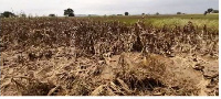 The maize farm destroyed by the floods