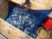 The bountiful harvest after the one month closure of the sea by the Fisheries ministry