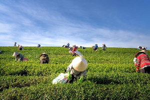 People Harvesting 2131784 Scaled 1 1024x683