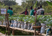 Agric sector in Ghana