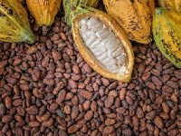 Some agro-chemical sellers have been accused of selling unapproved chemicals to cocoa farmers