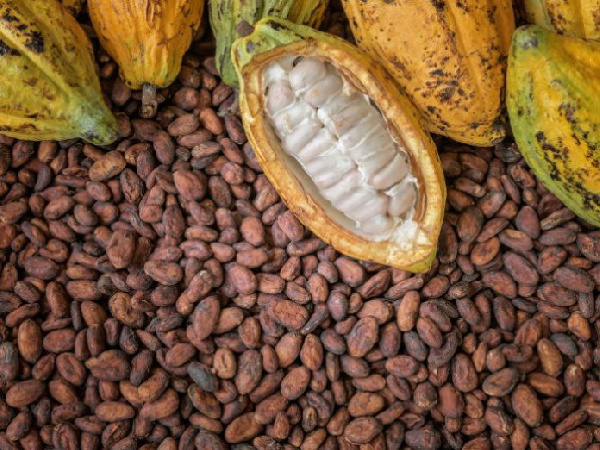 PBC Ltd is Ghana's biggest cocoa buyer