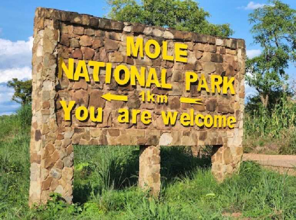 Mole National Park, Ghana's largest wildlife reserve, attracts about 18,000 tourists annually