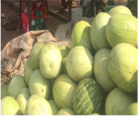 Watermelons are predominantly grown in areas like Kulungungu, Binduri, Pwalugu, Bawku, and Langbinsi