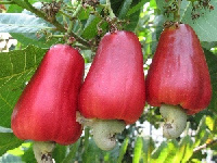 John Mahama has promised a cashew board to boost production