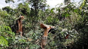 Tree Cutting IN Brazil